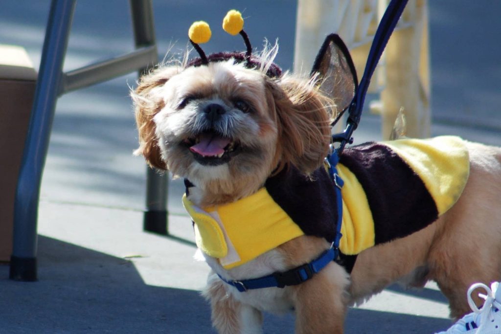 Howl O Ween Park City