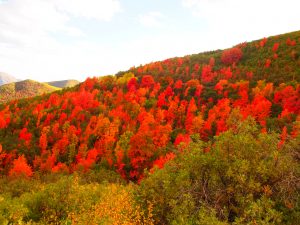 Beautiful fall colors along Cascade Scenic Drive